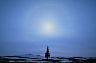 tree.jpg
